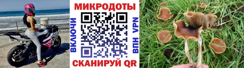 Псилоцибиновые грибы Psilocybine cubensis Златоуст